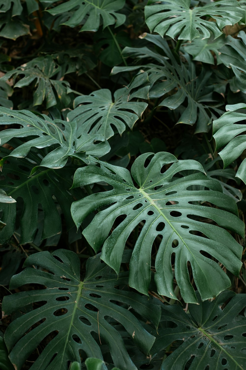 a close up of a plant with large leaves