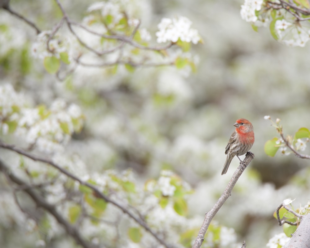 a small red bird perched on a tree branch