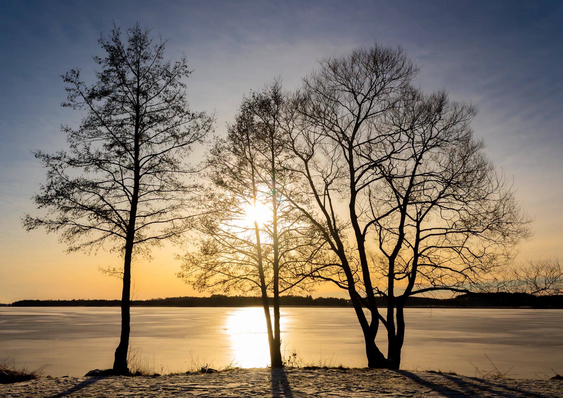 a couple of trees that are standing in the snow