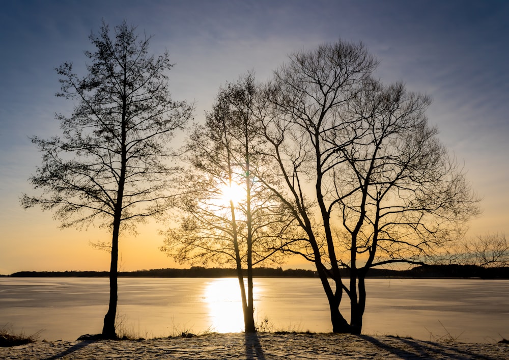 a couple of trees that are standing in the snow