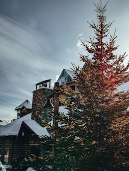 a tall pine tree sitting in front of a building