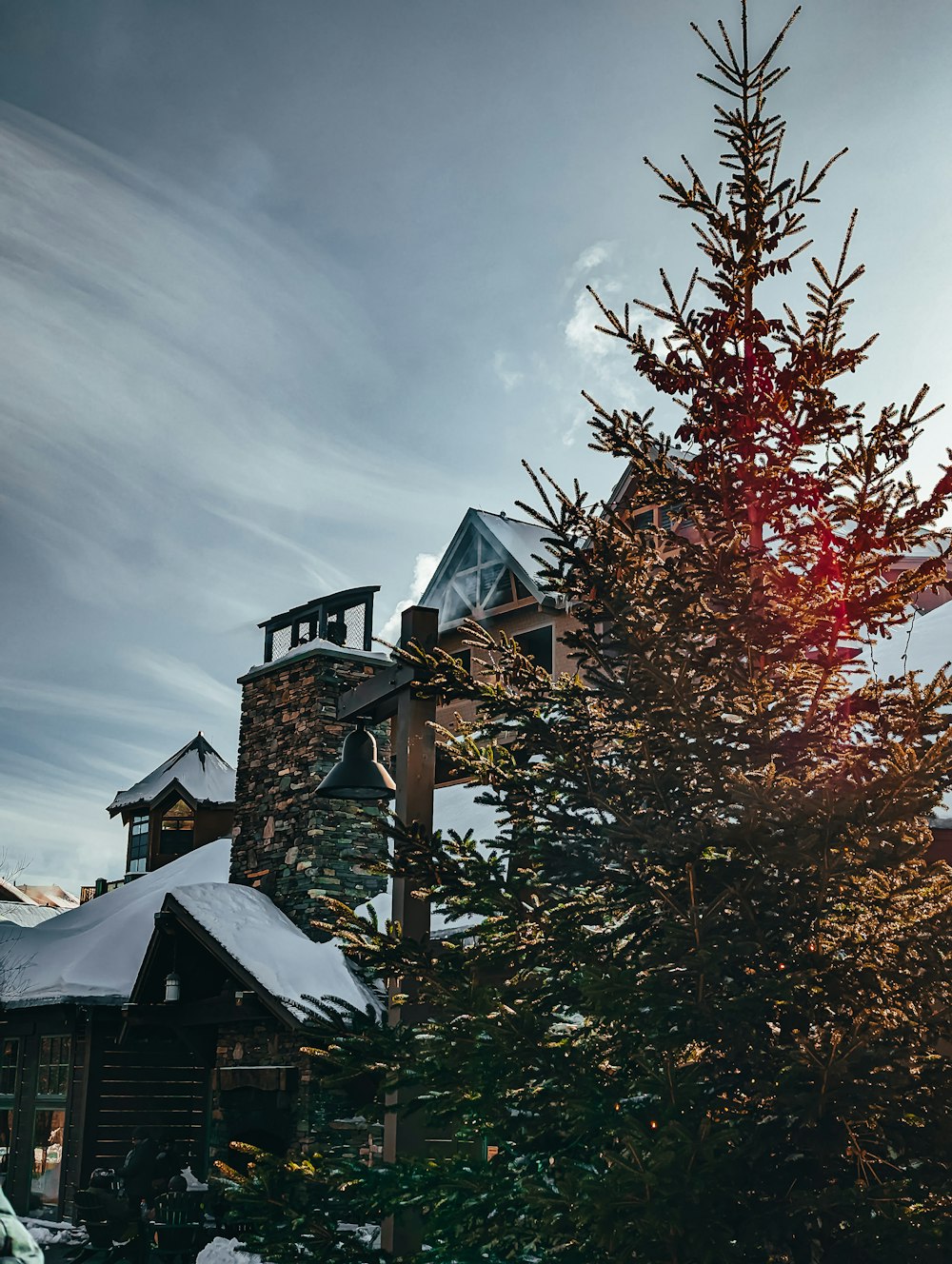 a tall pine tree sitting in front of a building