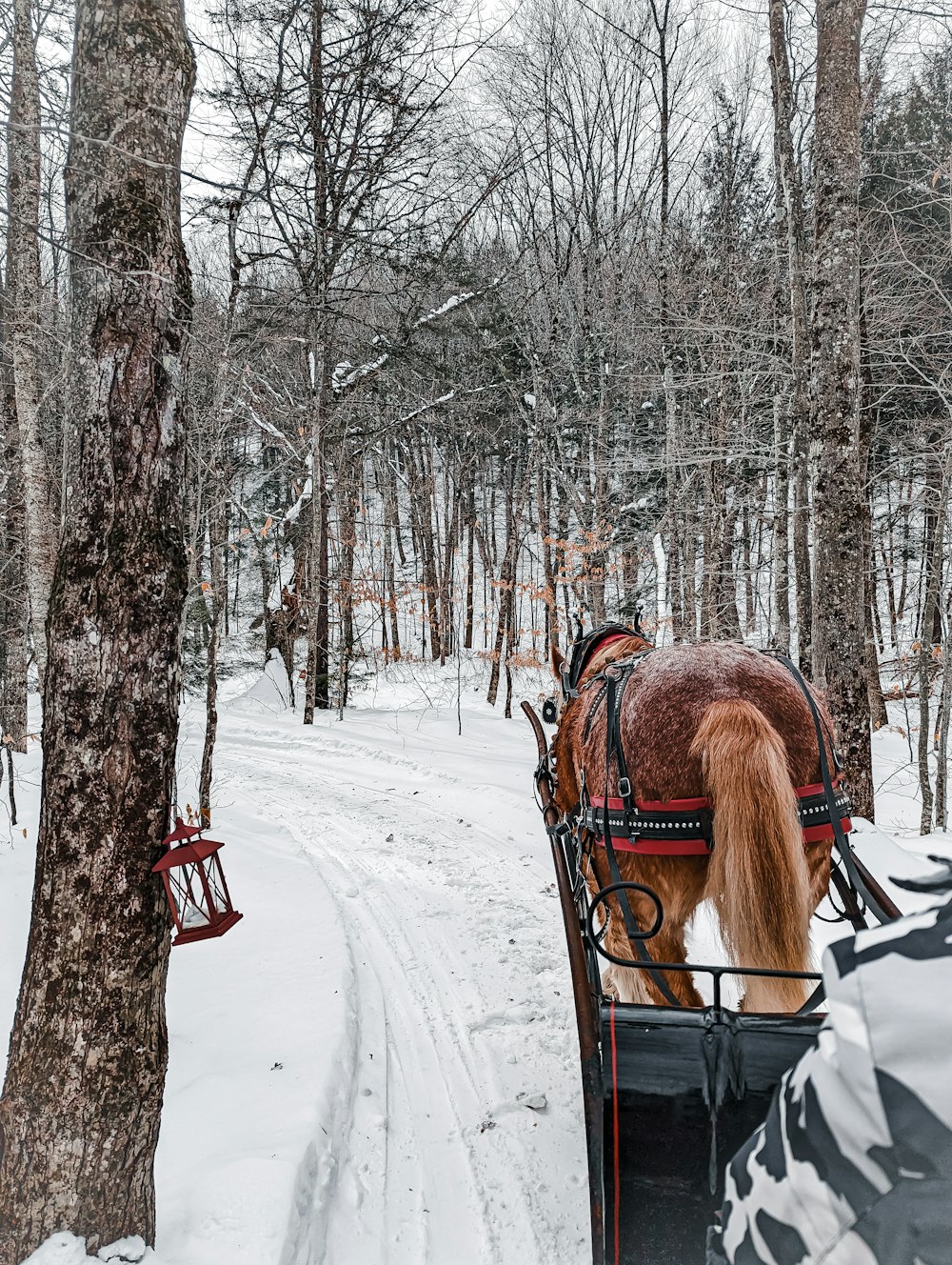 Un caballo tirando de un trineo en la nieve