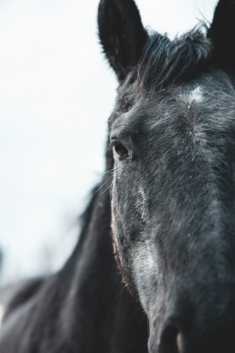 a close up of a black horse's face