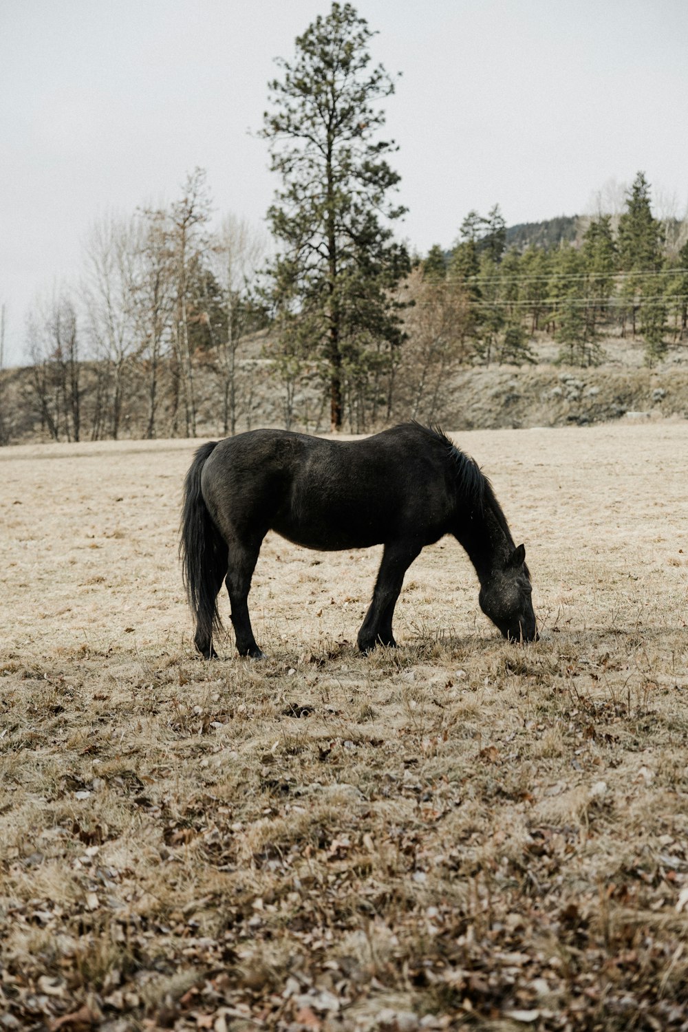 a black horse grazing on dry grass in a field