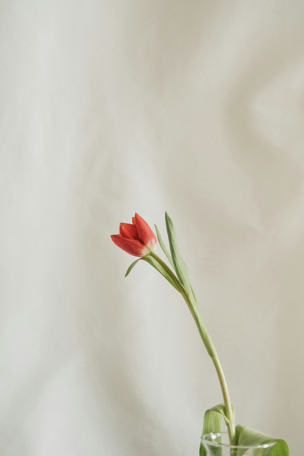 유리 꽃병에 담긴 하나의 붉은 꽃