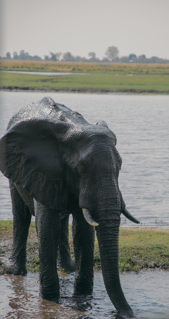Riverbank Elephant Adventure
