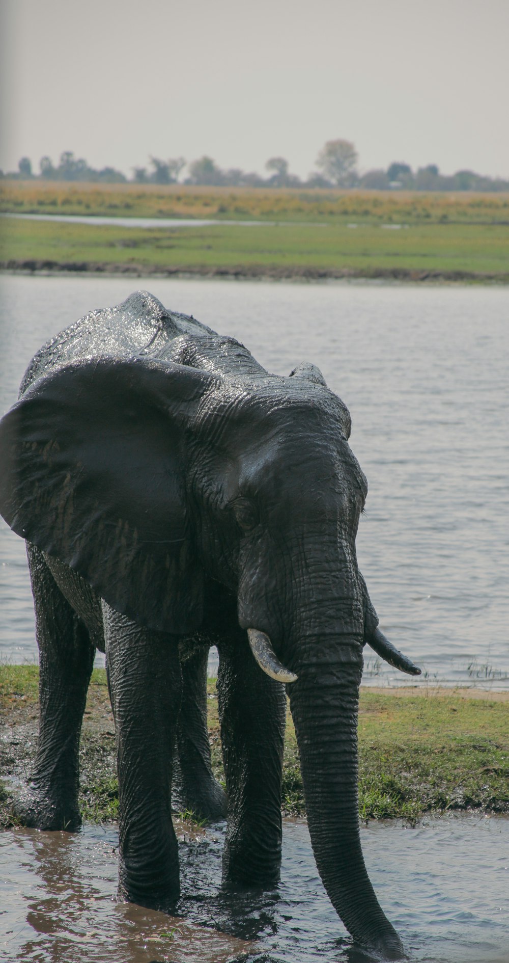 um elefante em pé em um corpo de água