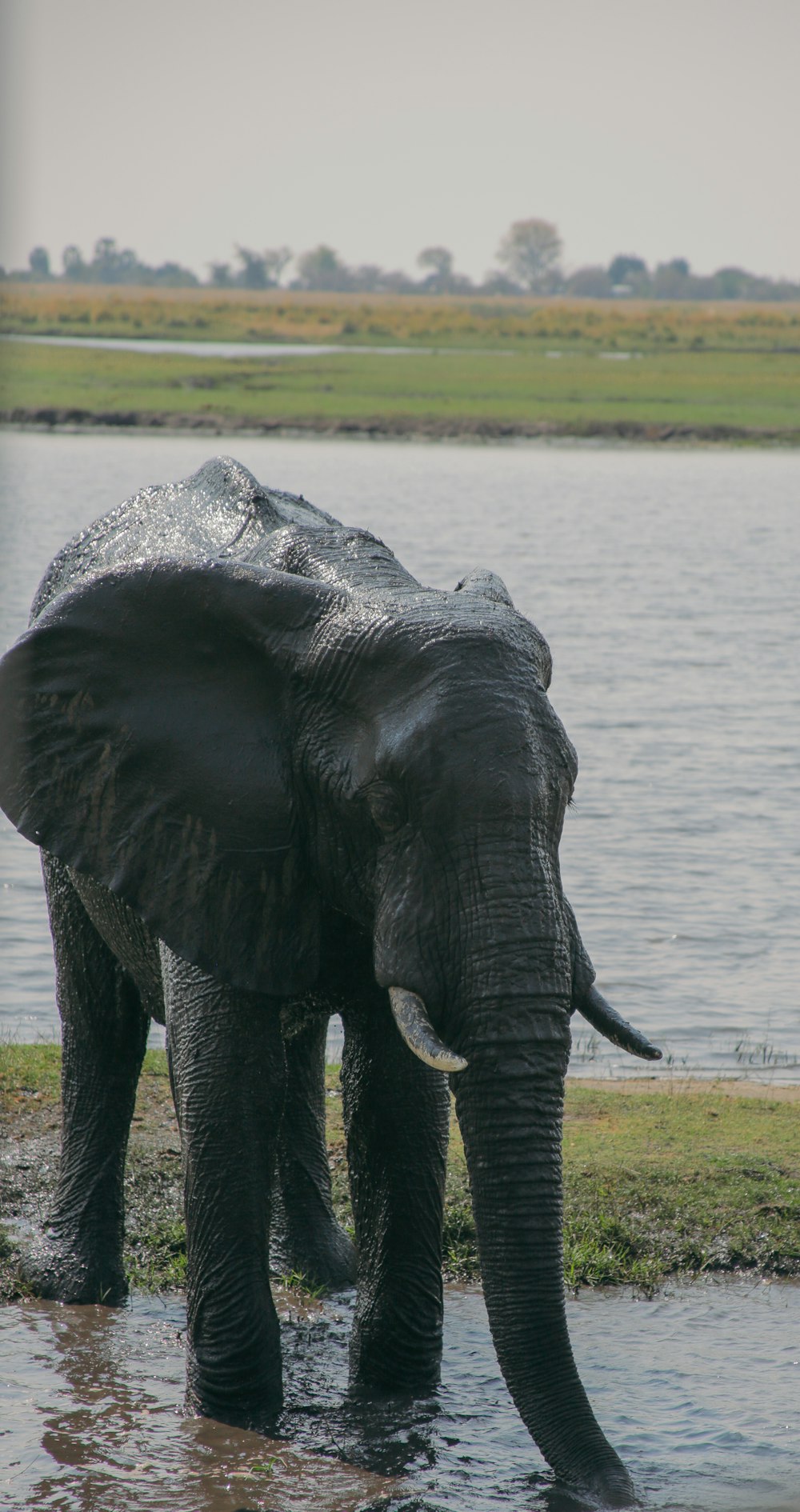 an elephant standing in a body of water