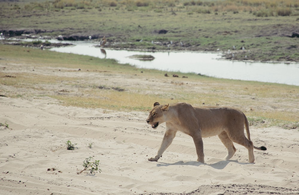 a lion walking across a sandy field next to a river