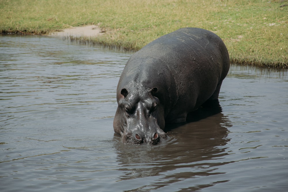 Un ippopotamo in piedi in uno specchio d'acqua