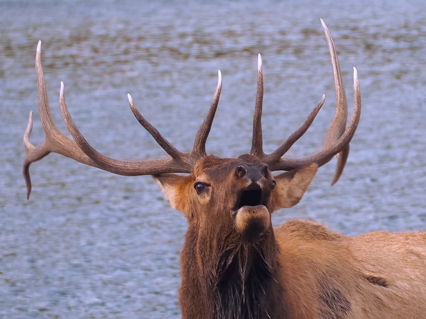 Bull elk bugling in New Mexico mountain forest