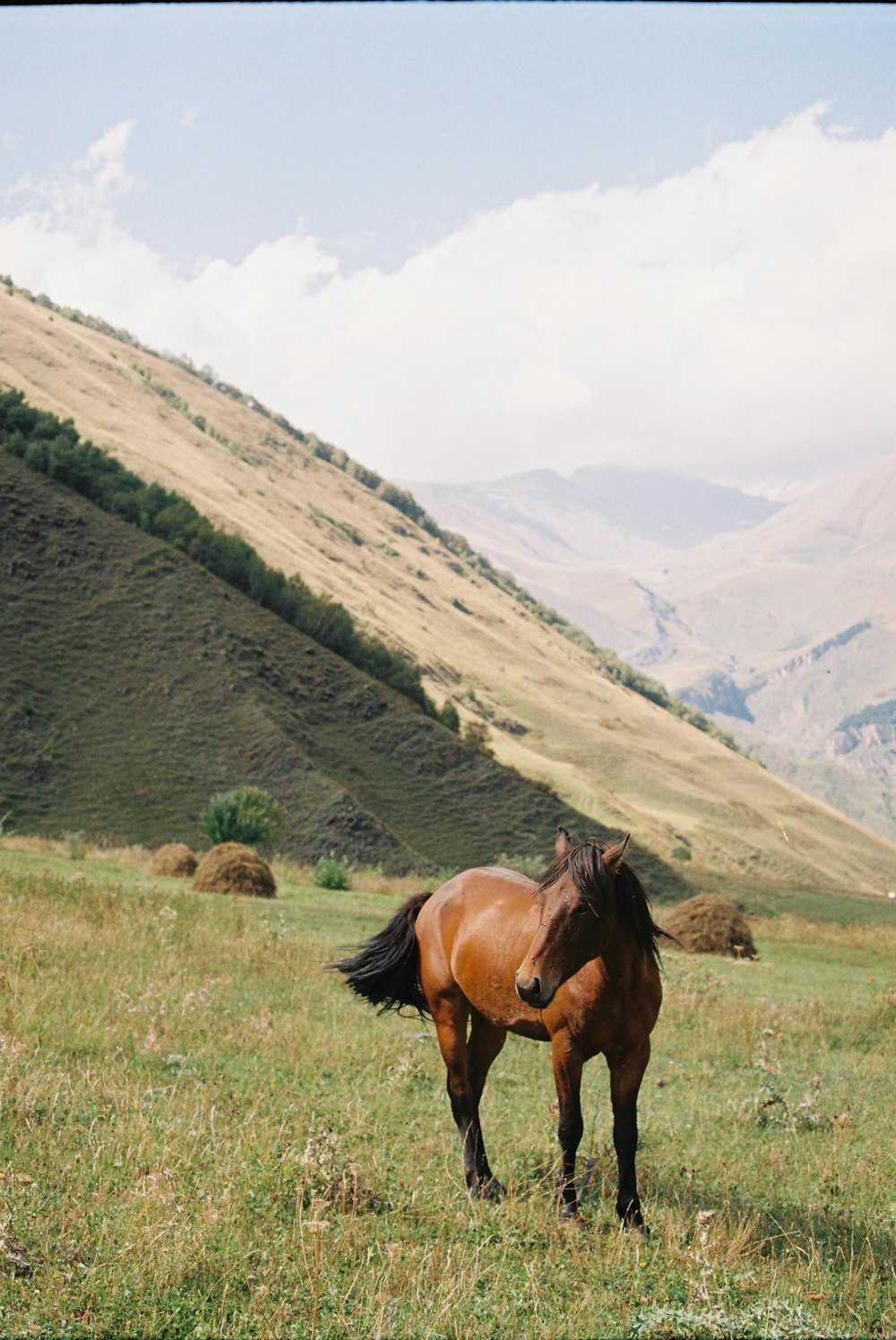 a brown horse standing on top of a lush green field