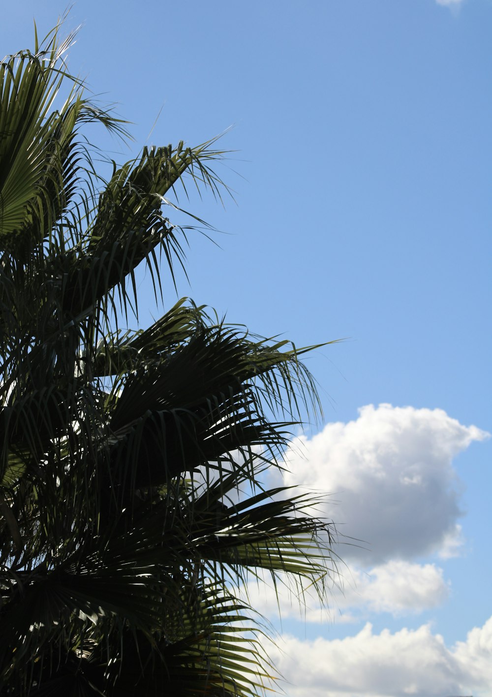 Eine Palme mit blauem Himmel im Hintergrund