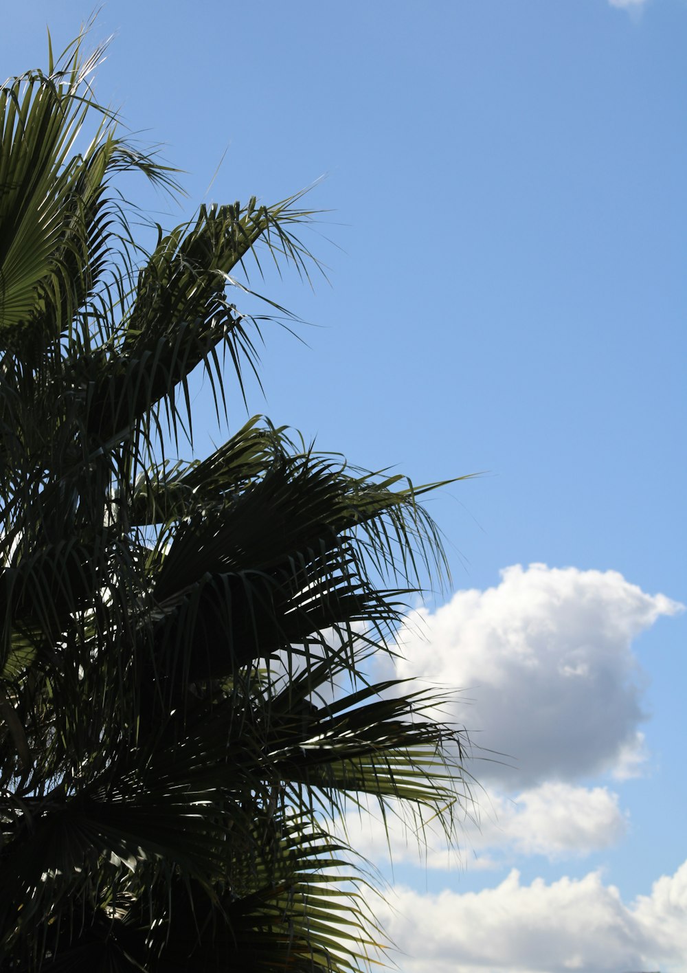 a palm tree with a blue sky in the background