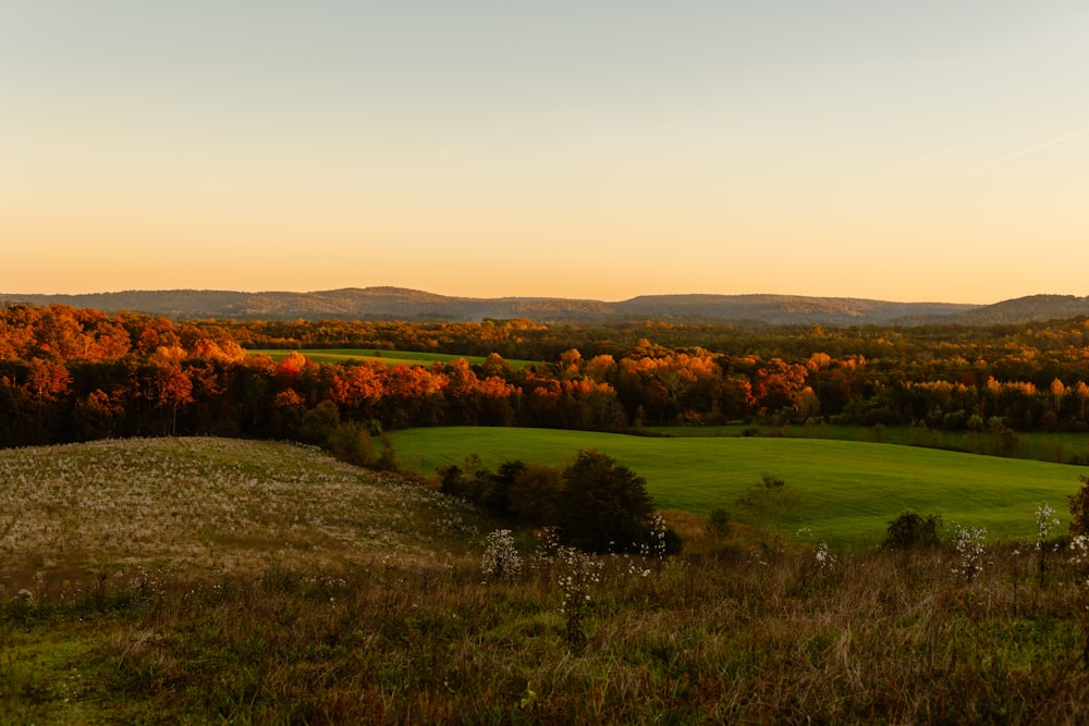 a view of a green field with trees in the background