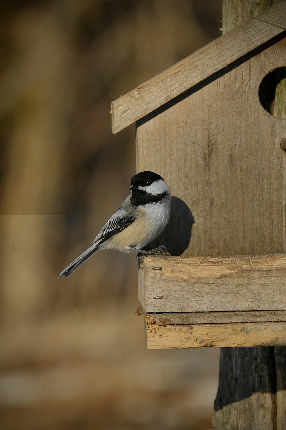 a bird sitting on top of a wooden bird house