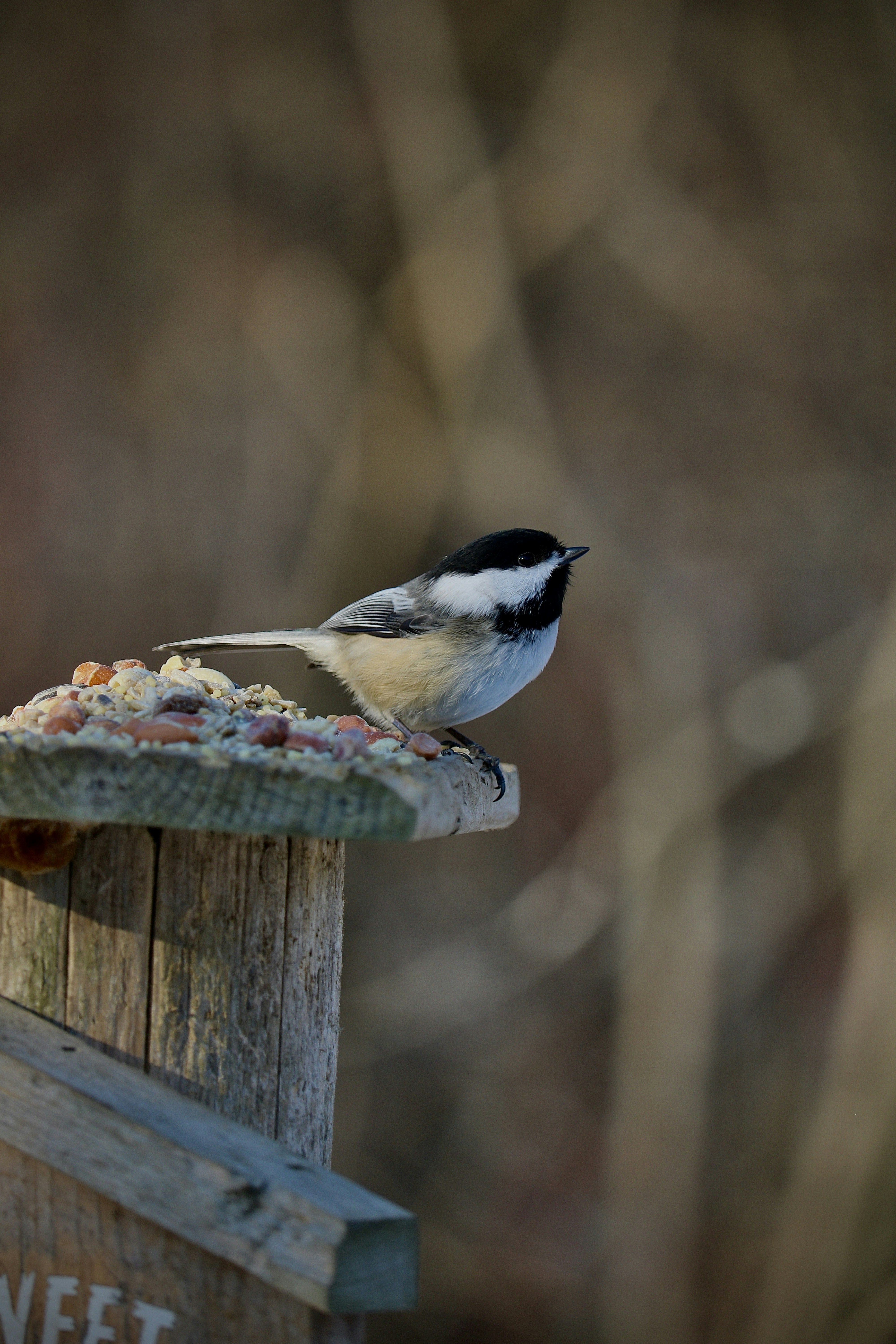 Photo by creativeccaptures