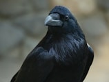 A close-up of a black raven with glossy feathers, showcasing its large, curved beak and intense gaze. The background is softly blurred, highlighting the bird's detailed plumage and expression.