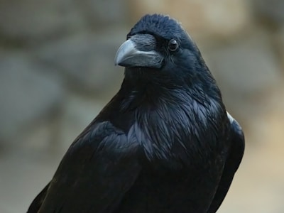 A close-up of a black raven with glossy feathers, showcasing its large, curved beak and intense gaze. The background is softly blurred, highlighting the bird's detailed plumage and expression.