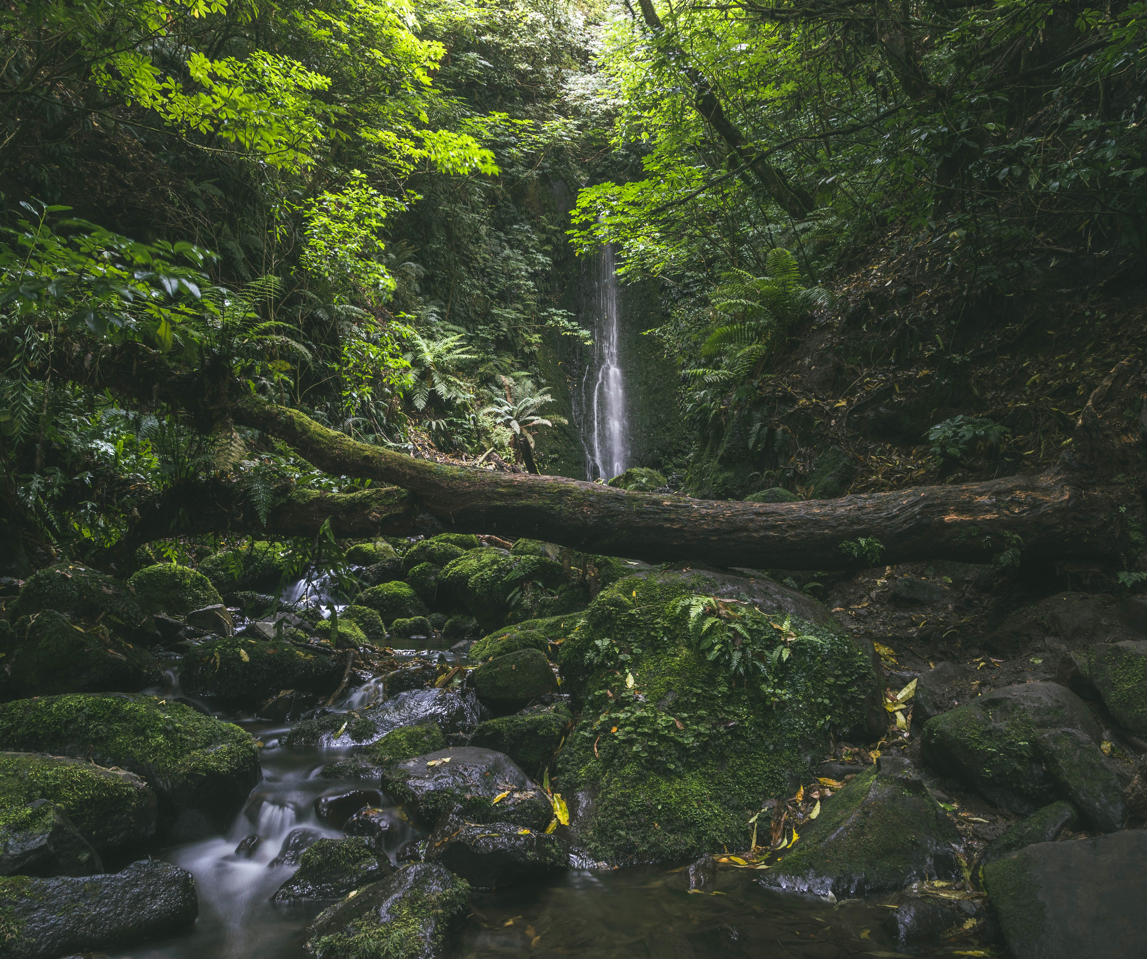 forest bathing wallpaper, wallpaper, Camp Soap and Shampoo: DIY Recipes 6