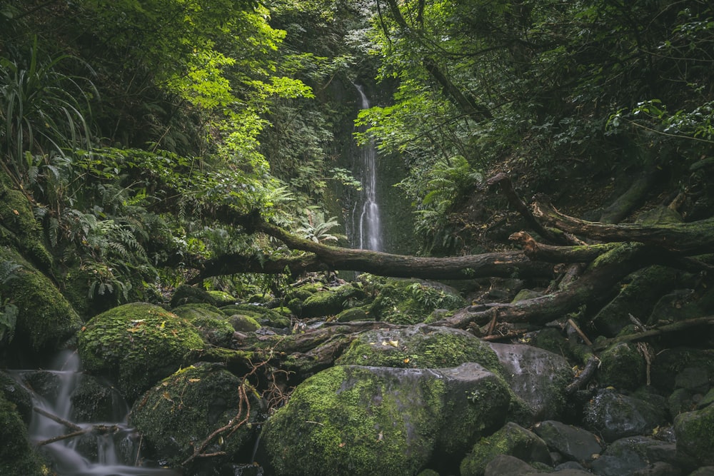 a small waterfall in the middle of a forest