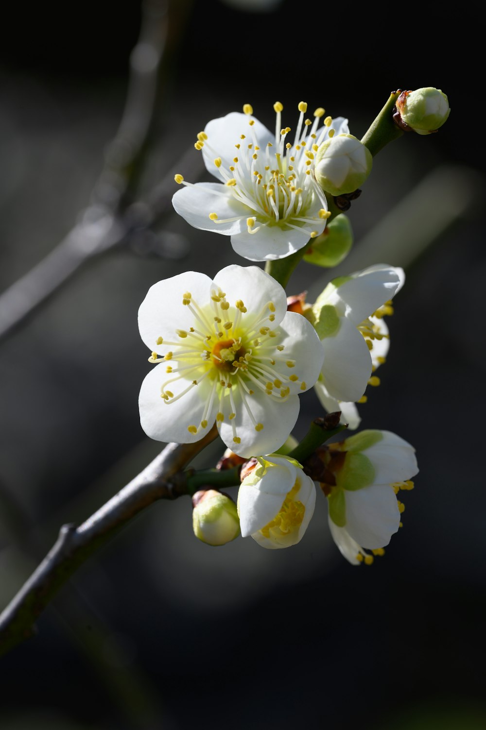 Un primer plano de una flor en la rama de un árbol