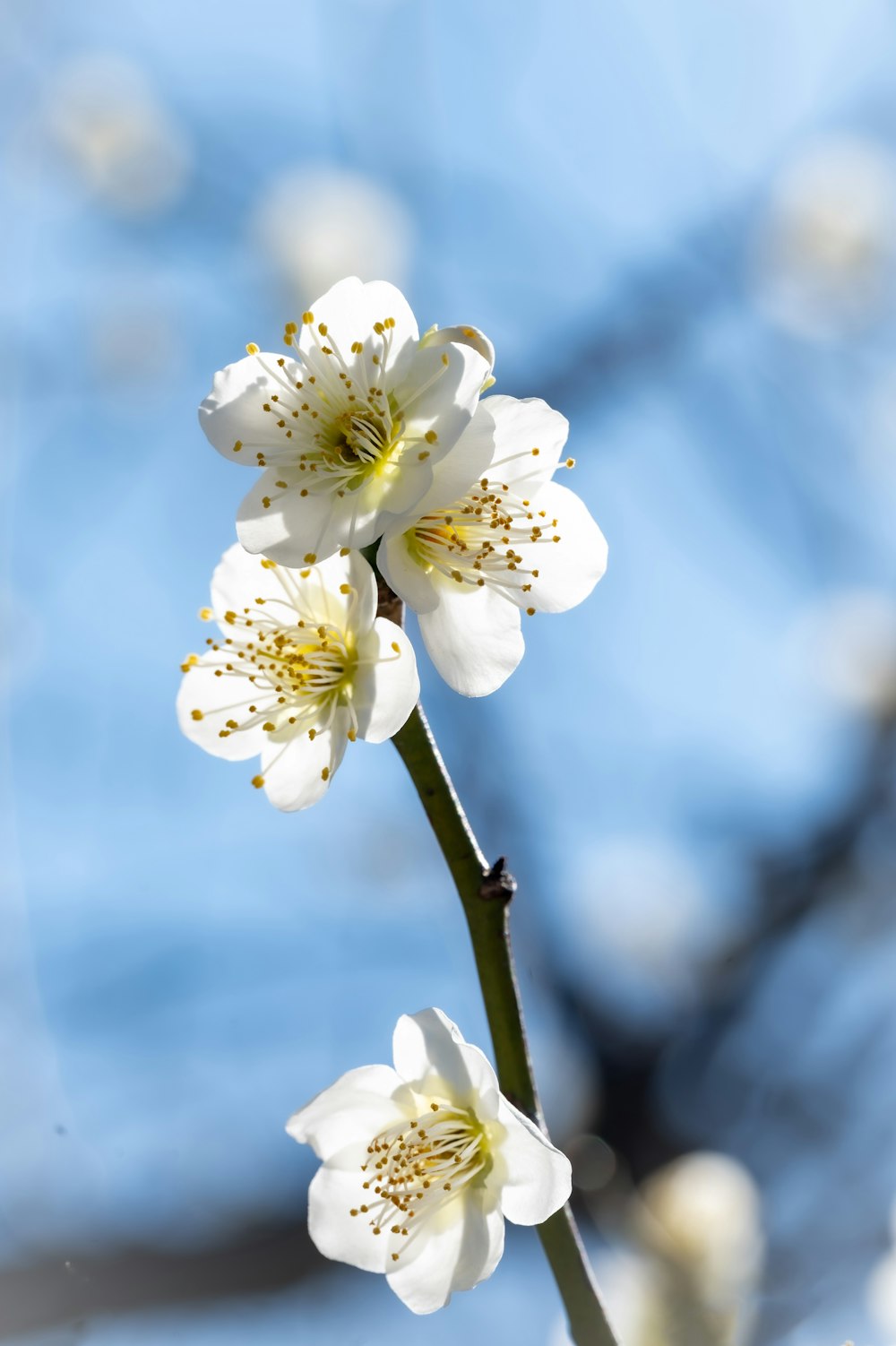 Un primer plano de una flor blanca en una rama