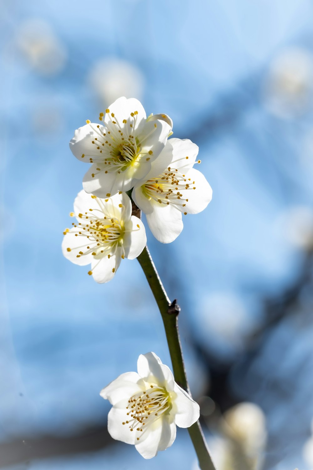 a close up of a white flower on a branch