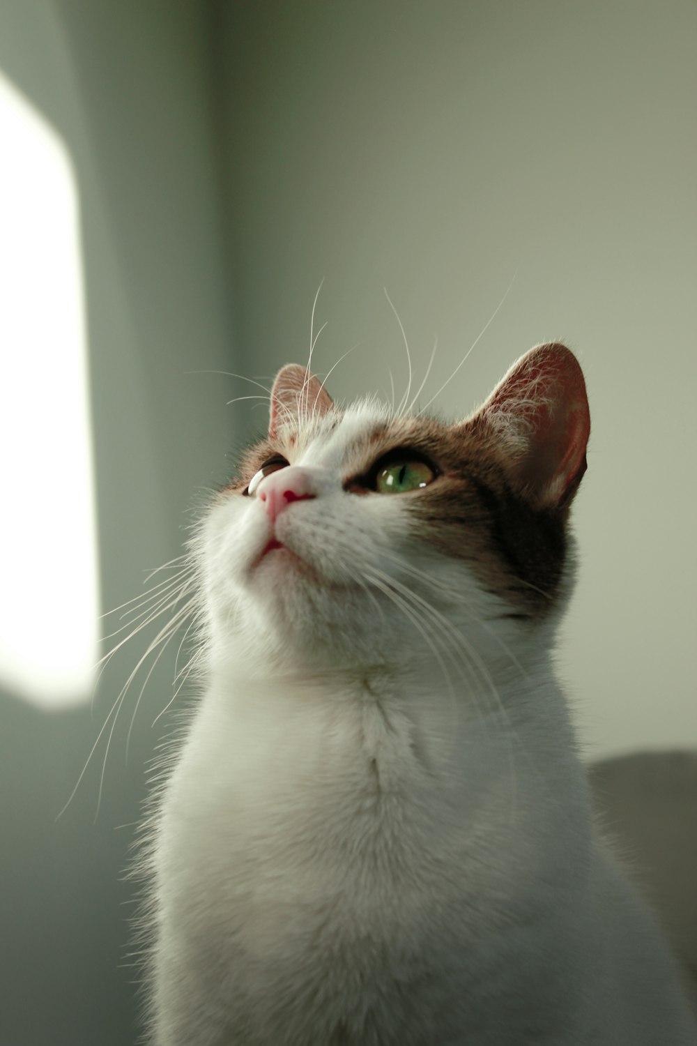 a close up of a cat looking up at something