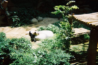 A panda is lying on its back surrounded by lush green foliage. It is in a naturalistic enclosure that includes a wooden platform structure and sandy ground. The scene is bright and inviting with abundant greenery.