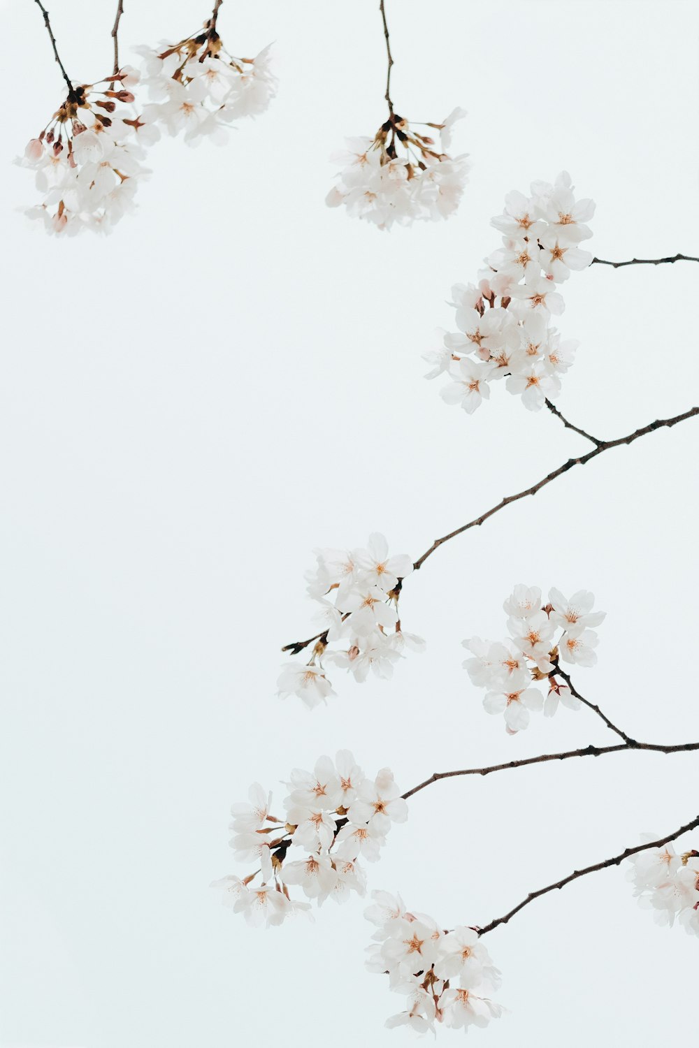 a branch of a tree with white flowers