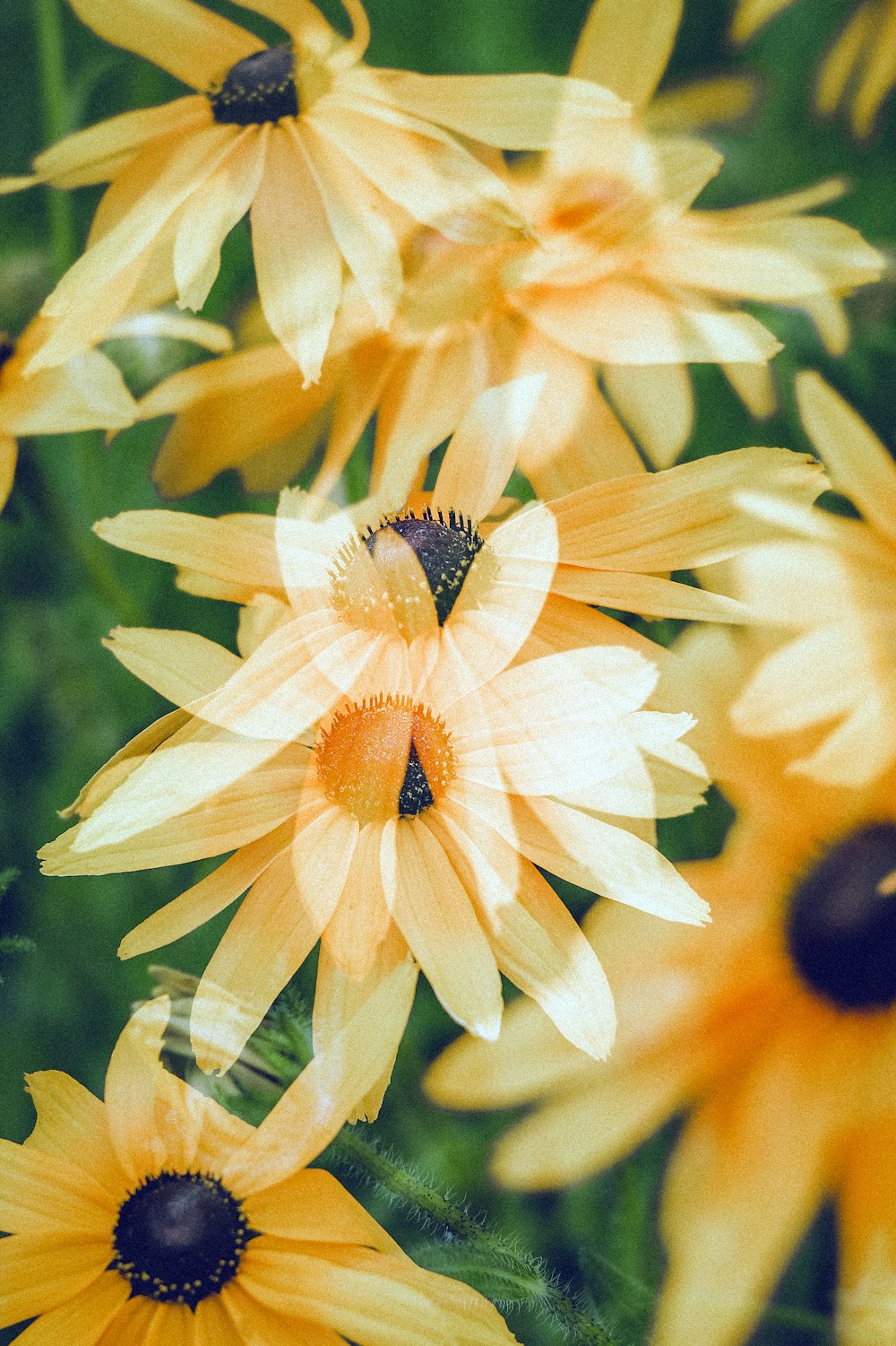 a bunch of yellow flowers that are next to each other