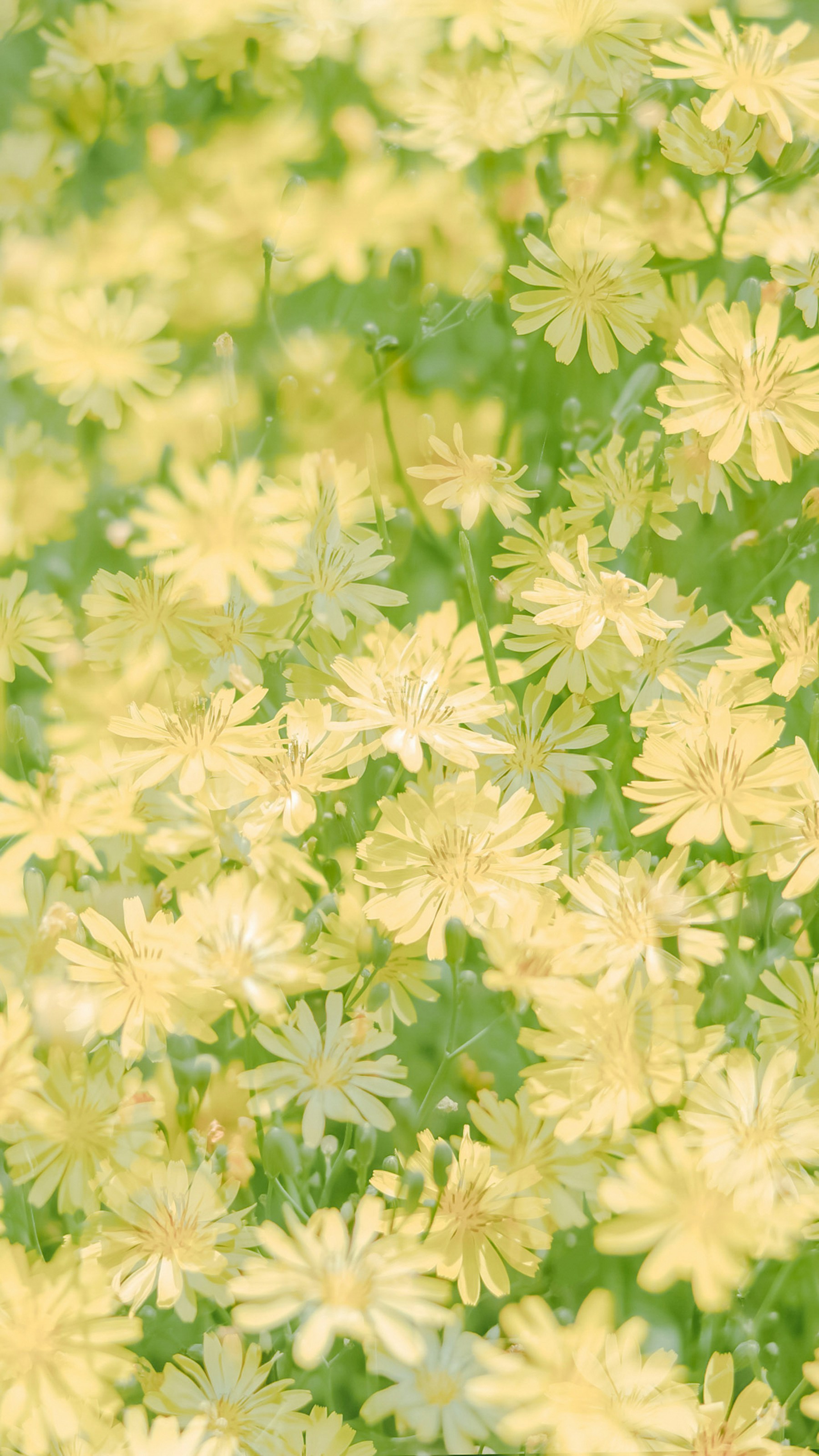 A bunch of yellow flowers in a field photo – Free Flower Image on Unsplash