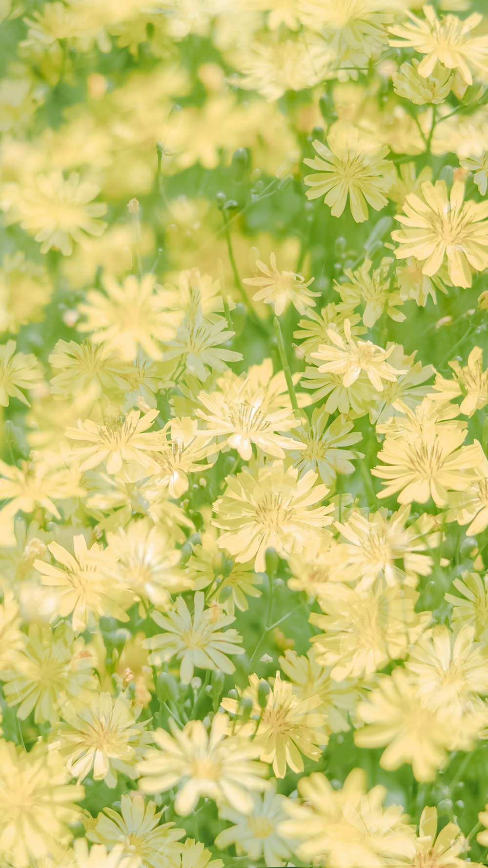 a bunch of yellow flowers in a field