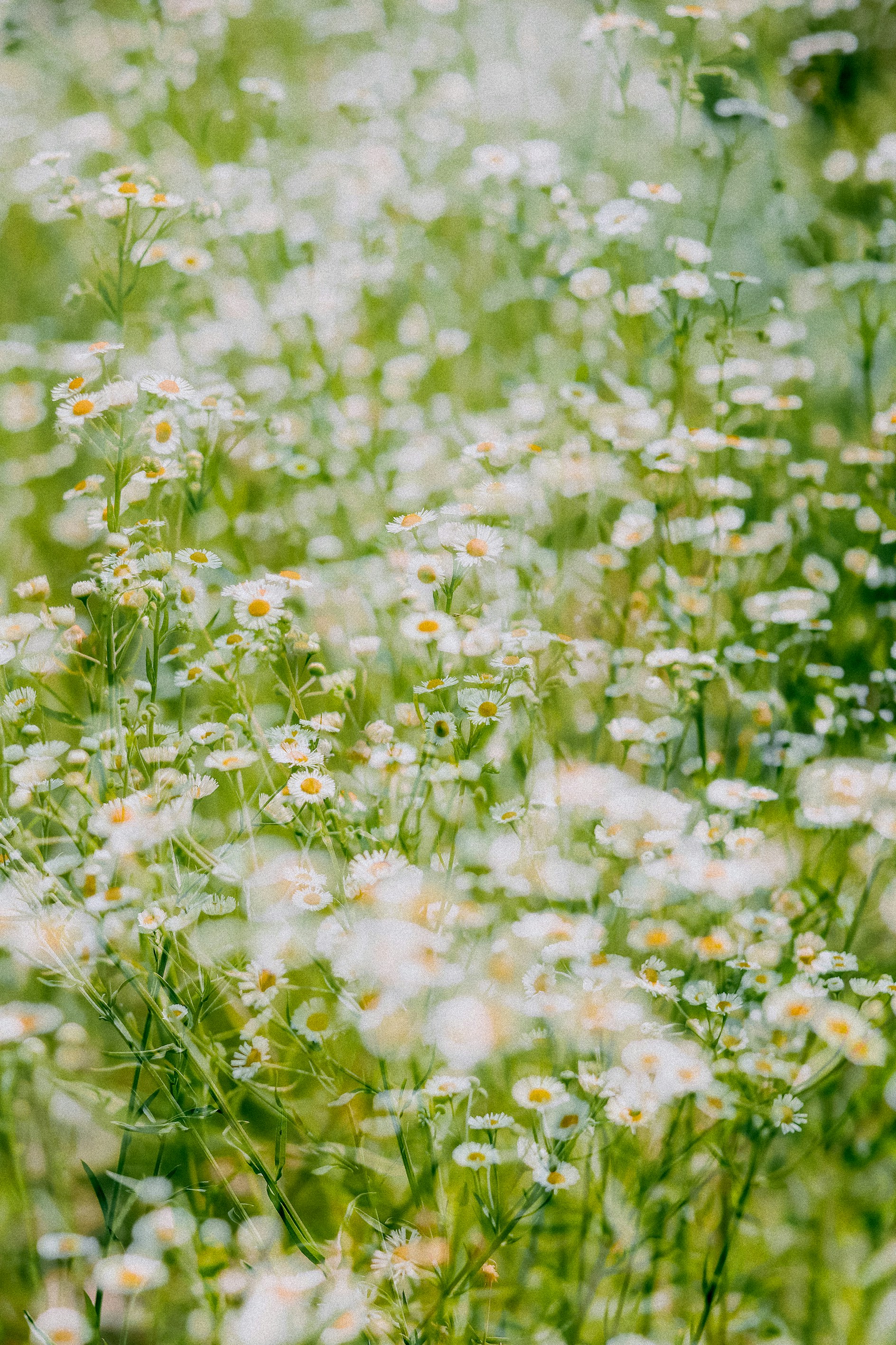 Photo by babybluecat