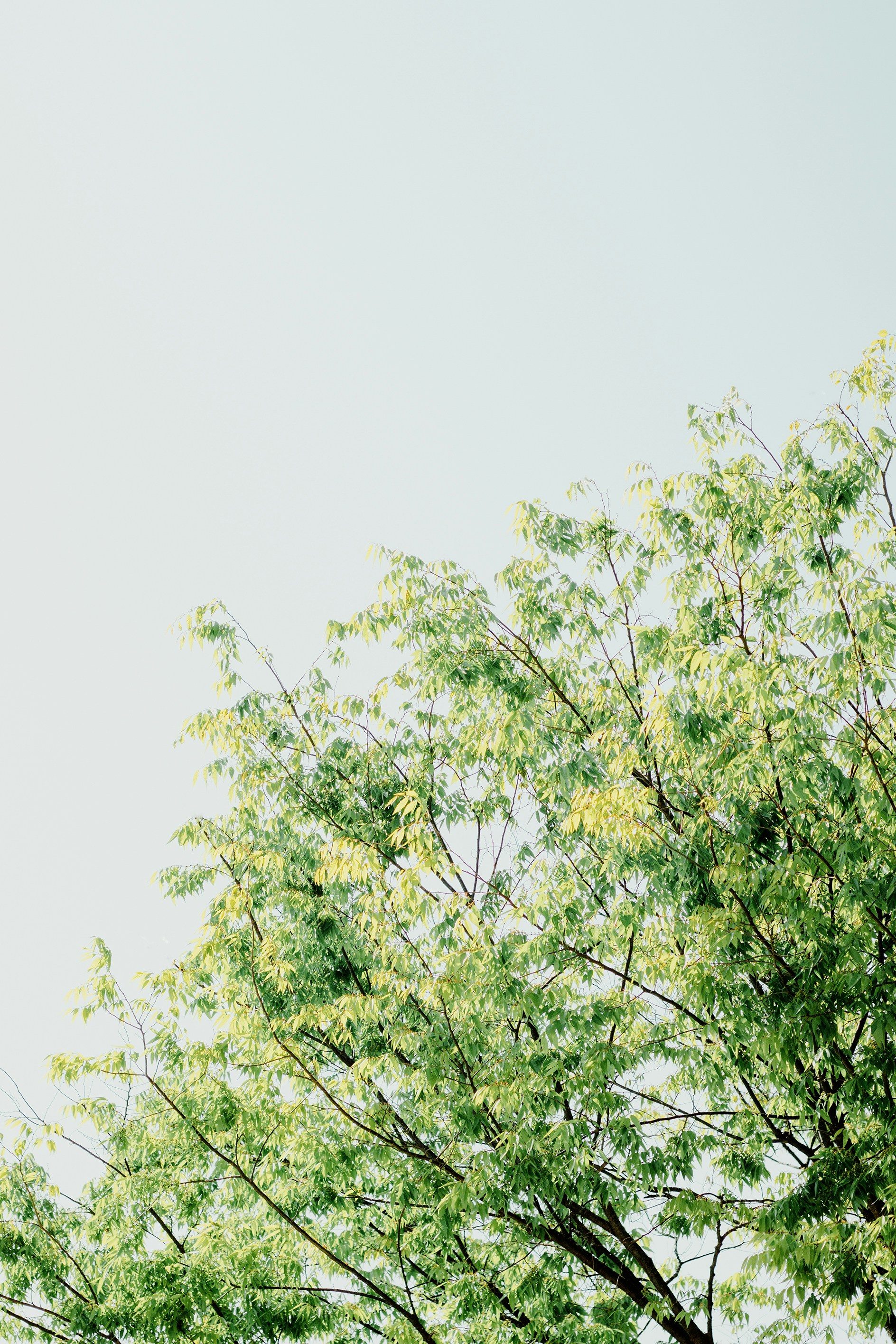 a tree with green leaves against a blue sky