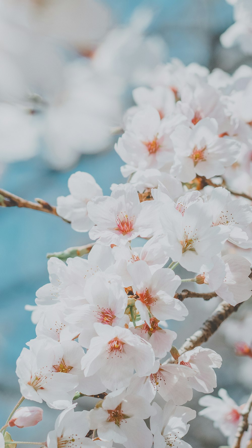 um ramo de flores brancas em uma árvore