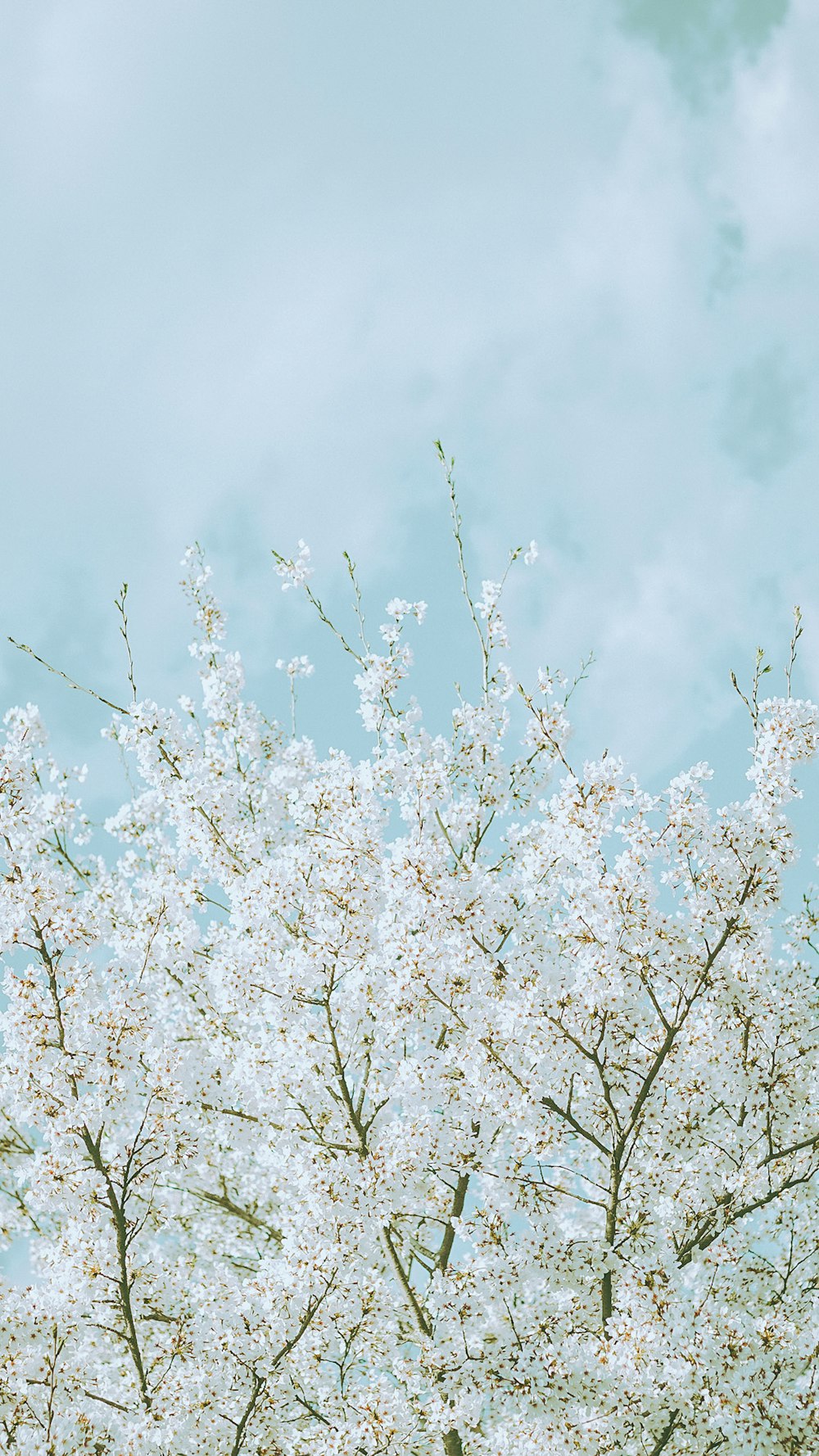 a tree with white flowers in front of a blue sky