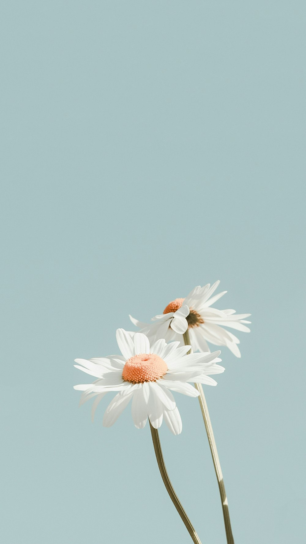 Drei Gänseblümchen in einer Vase vor blauem Himmel