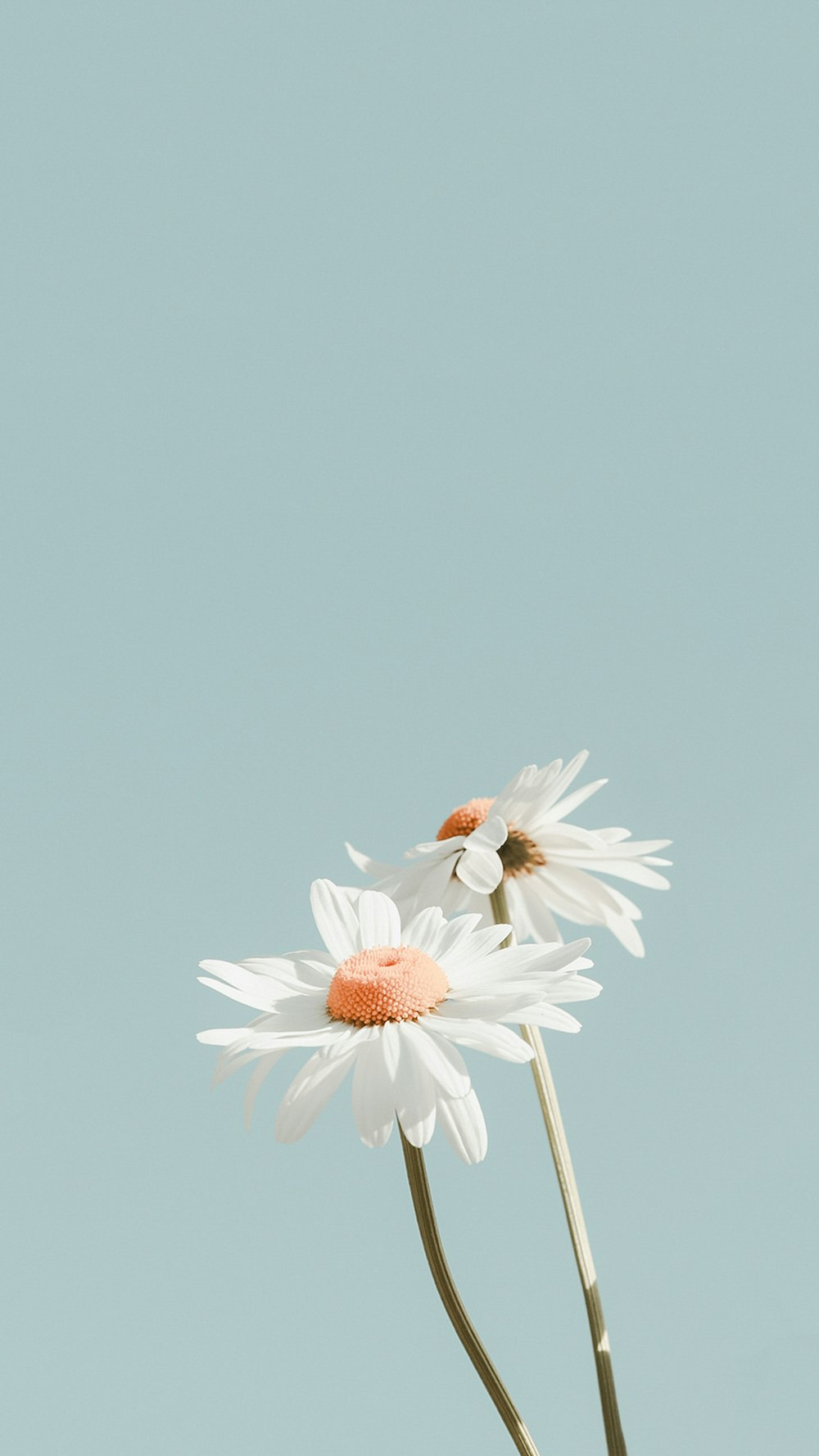 three daisies in a vase against a blue sky