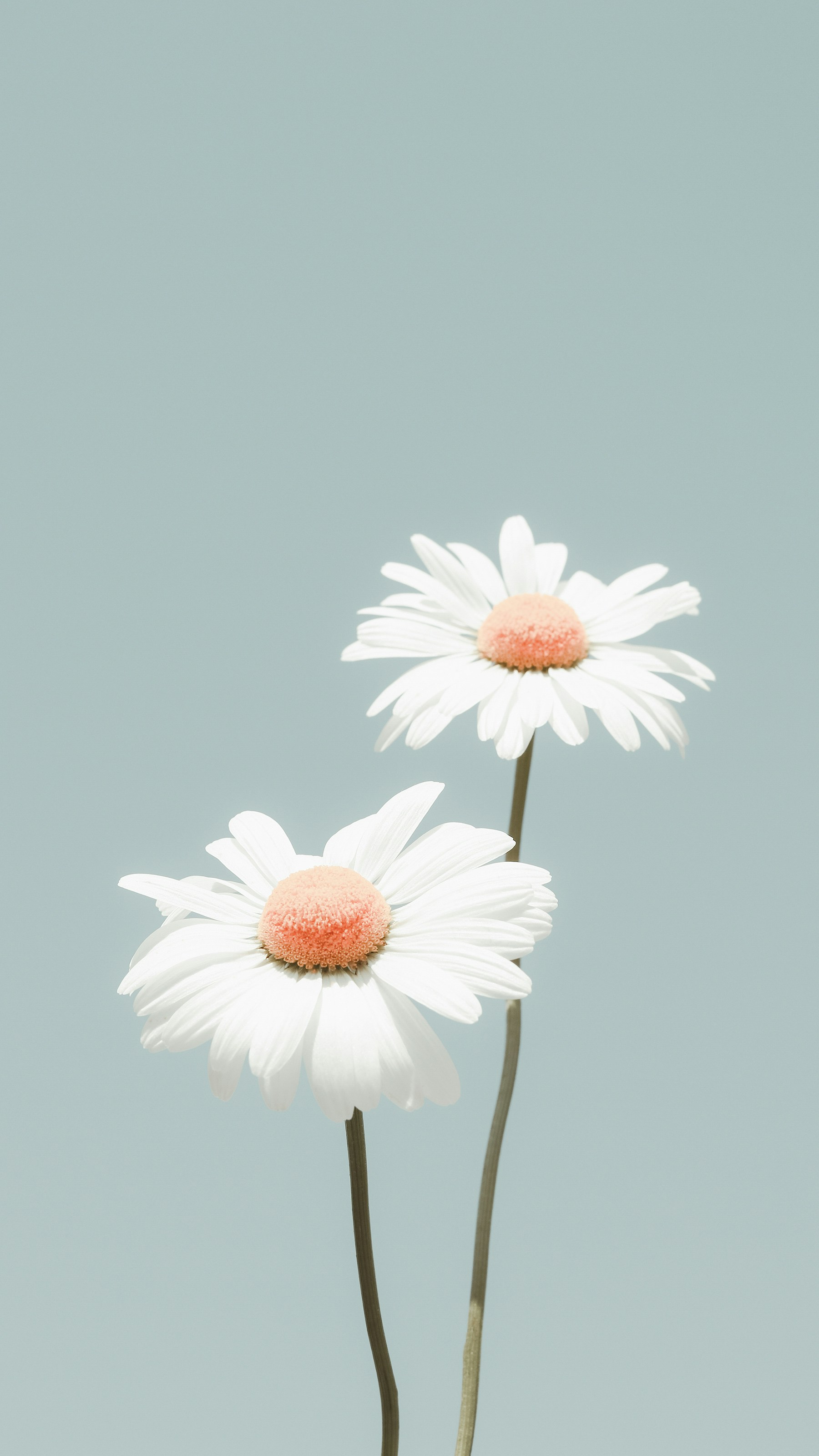 Photo by babybluecat