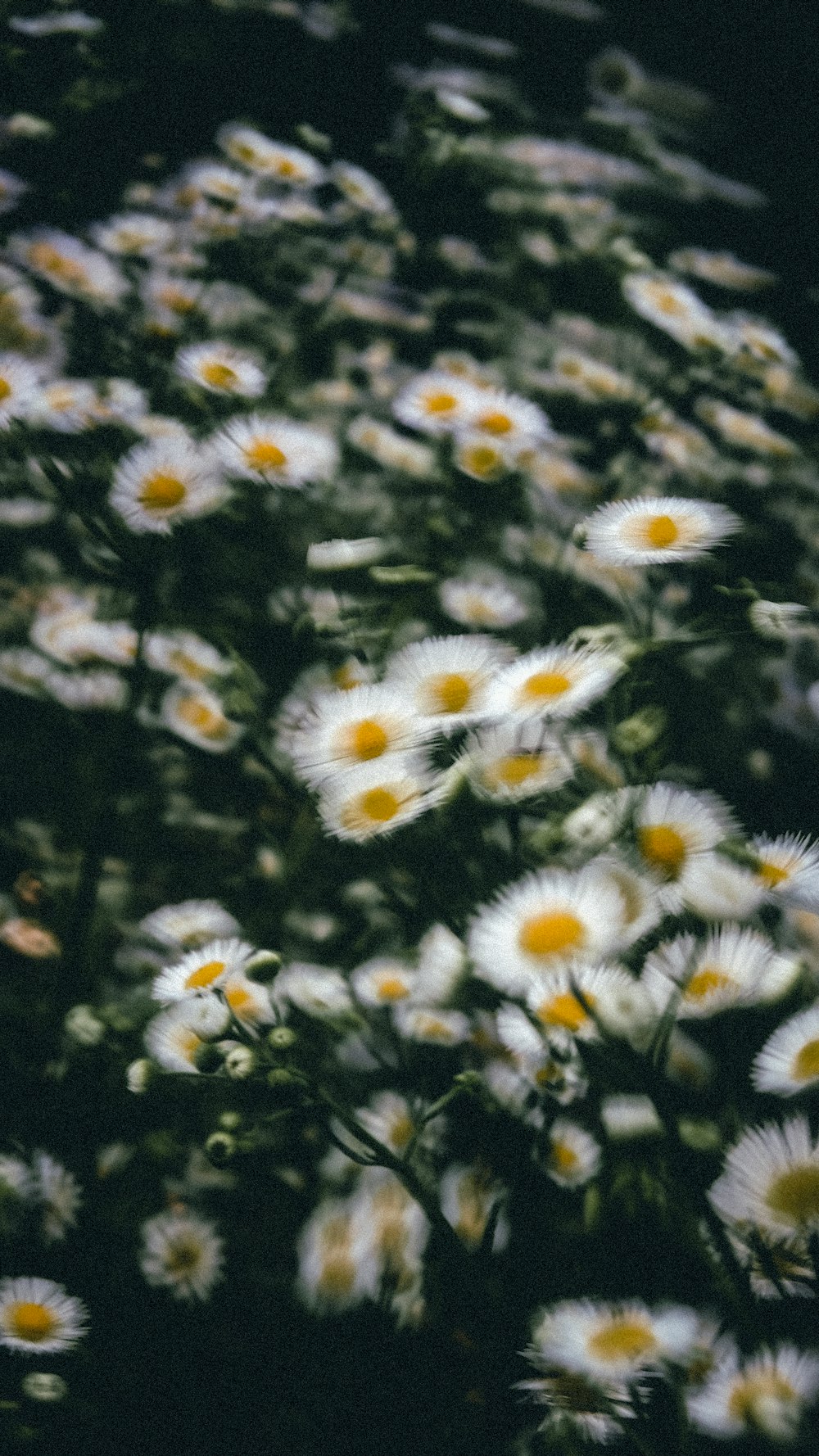 a bunch of white and yellow flowers in a field