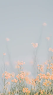 Soft focus of wildflowers swaying gently in a summer breeze.