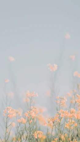 Soft focus of wildflowers swaying gently in a summer breeze.