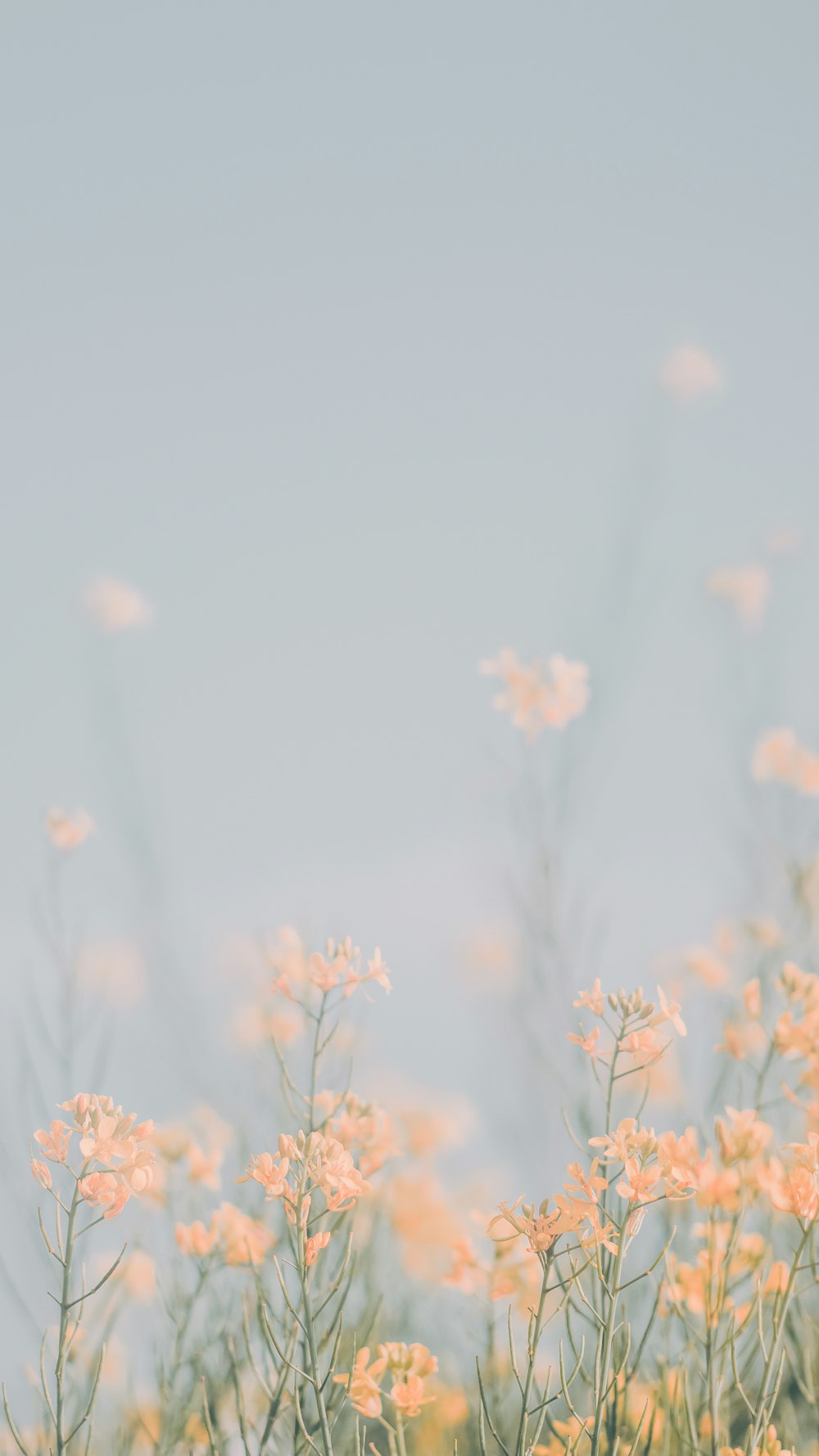 a bunch of flowers that are in the grass