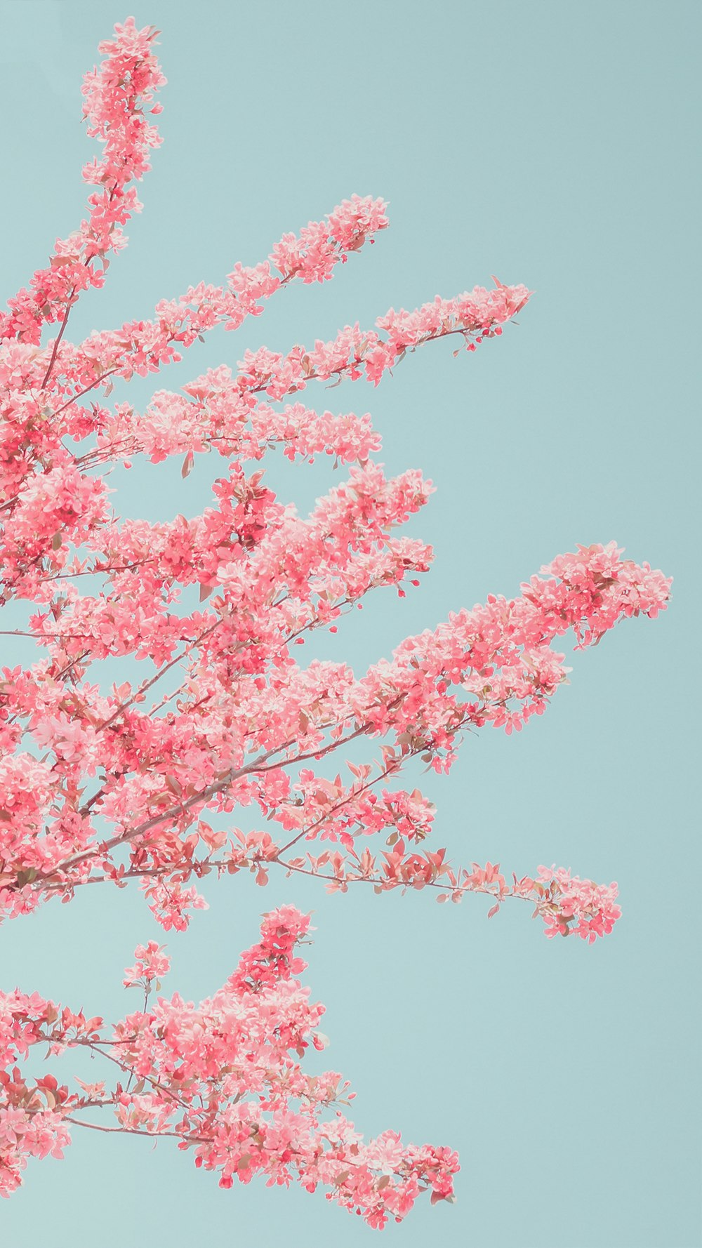 a tree with pink flowers in front of a blue sky