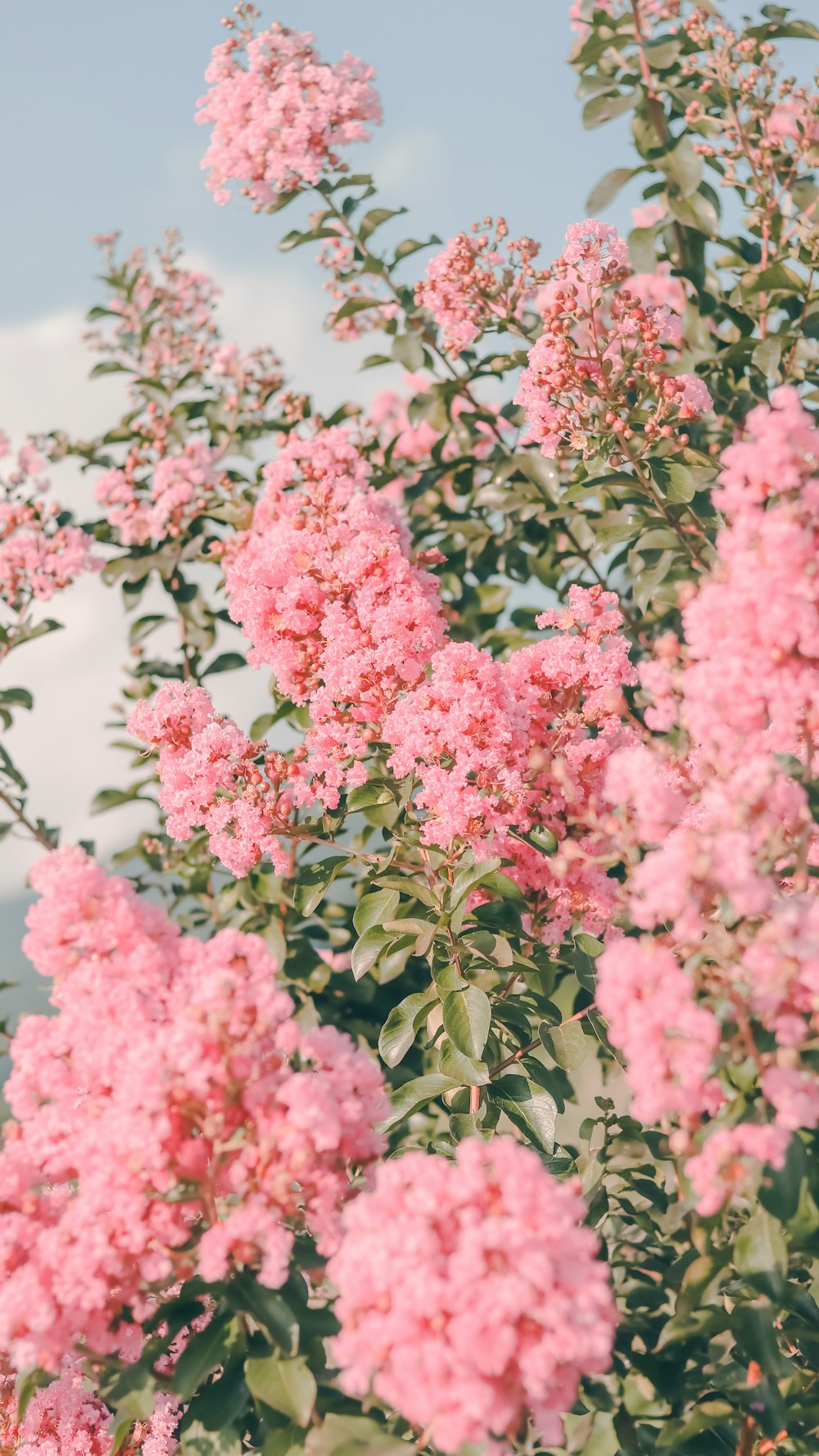 a bush of pink flowers with green leaves