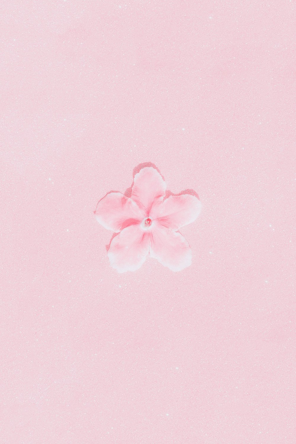 a pink flower on a pink background