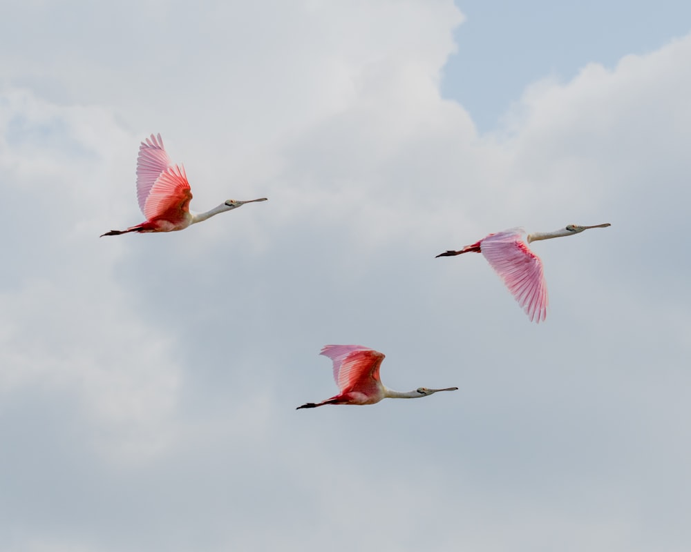 three pink birds flying through a cloudy sky